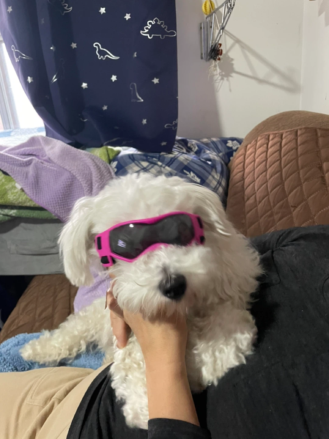 Pink Dog Goggles / Sunglasses