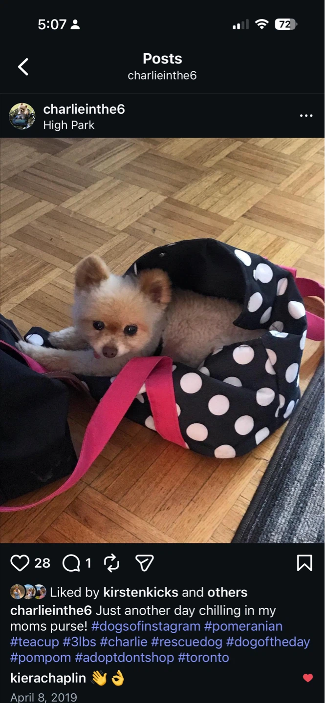 Polka Dot Pet Carrier Bag - photo 2