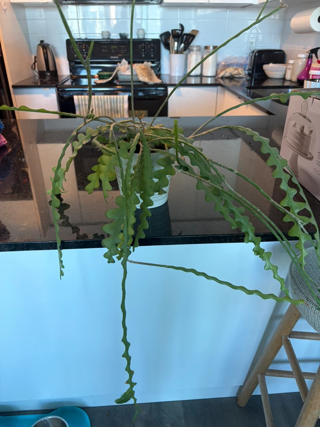 Ric Rac Cactus Plant