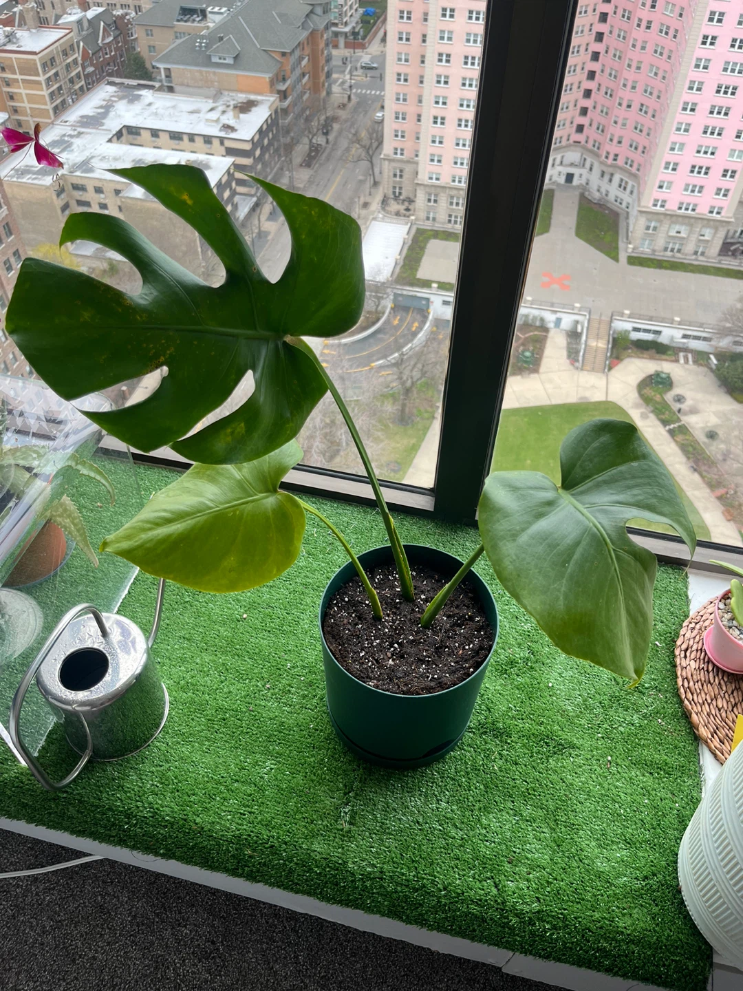 Monstera Plant
