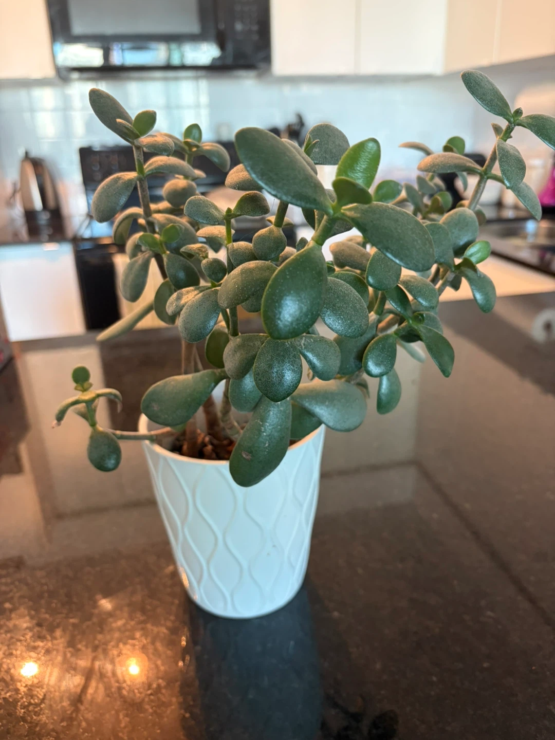 Jade Plant in White Textured Pot