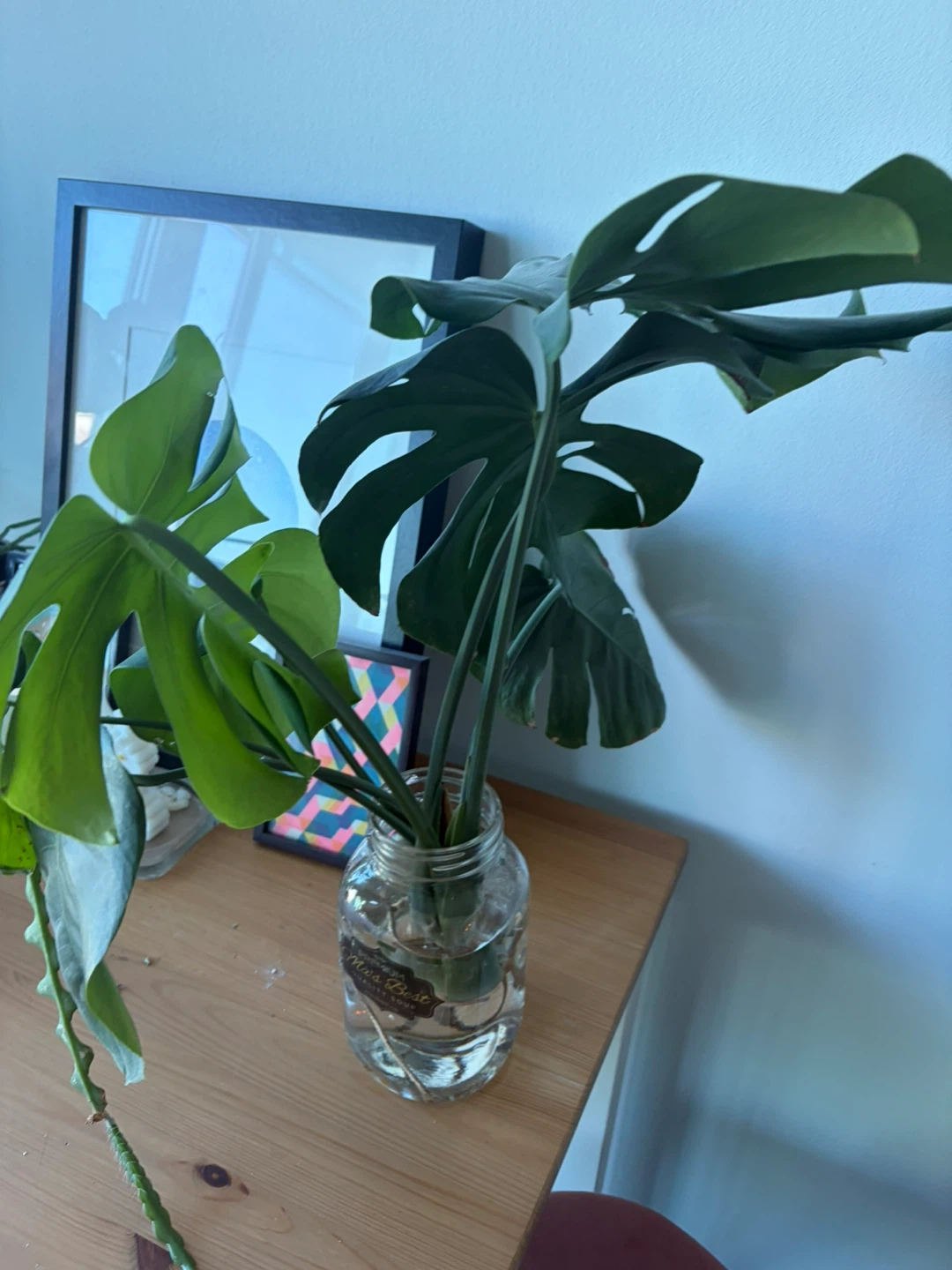 Monstera Deliciosa cutting