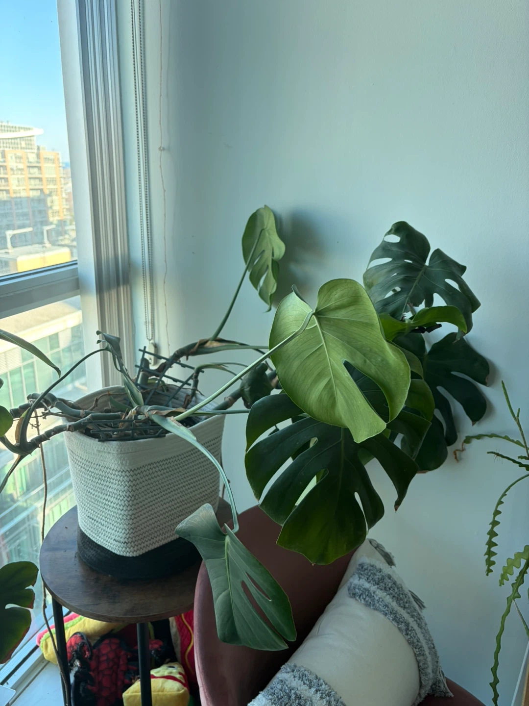 Monstera Deliciosa cutting - photo 2