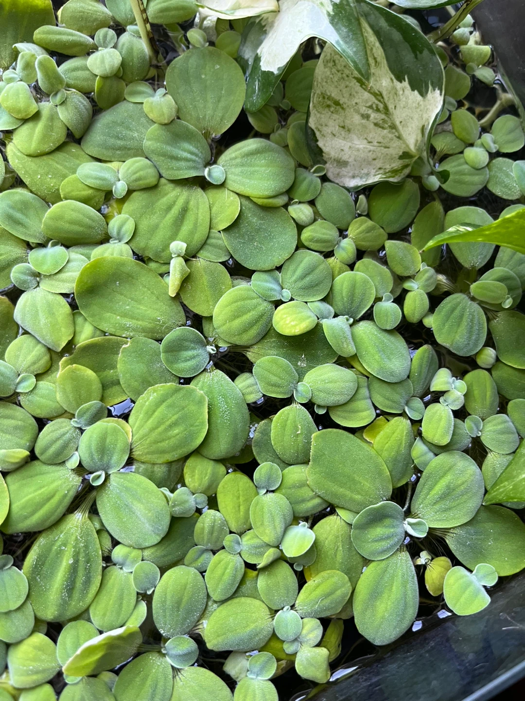 🆕Dwarf lettuce Water Plants