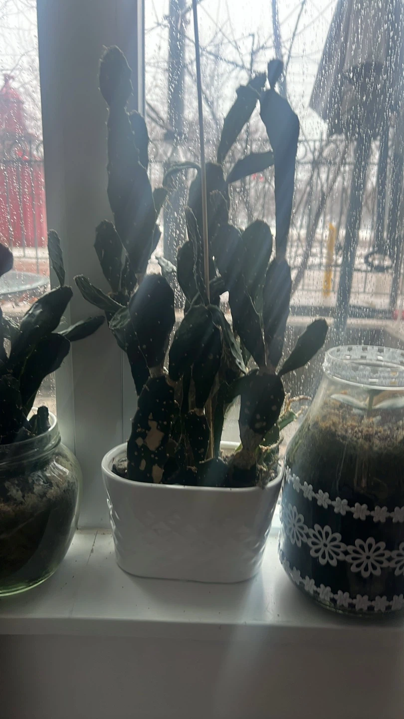 Assorted Cactus Plants in Planters - photo 2
