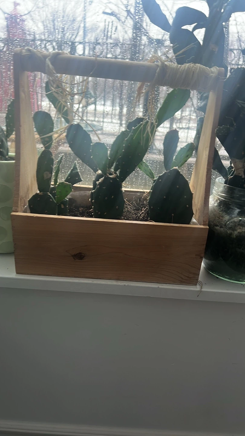 Assorted Cactus Plants in Planters