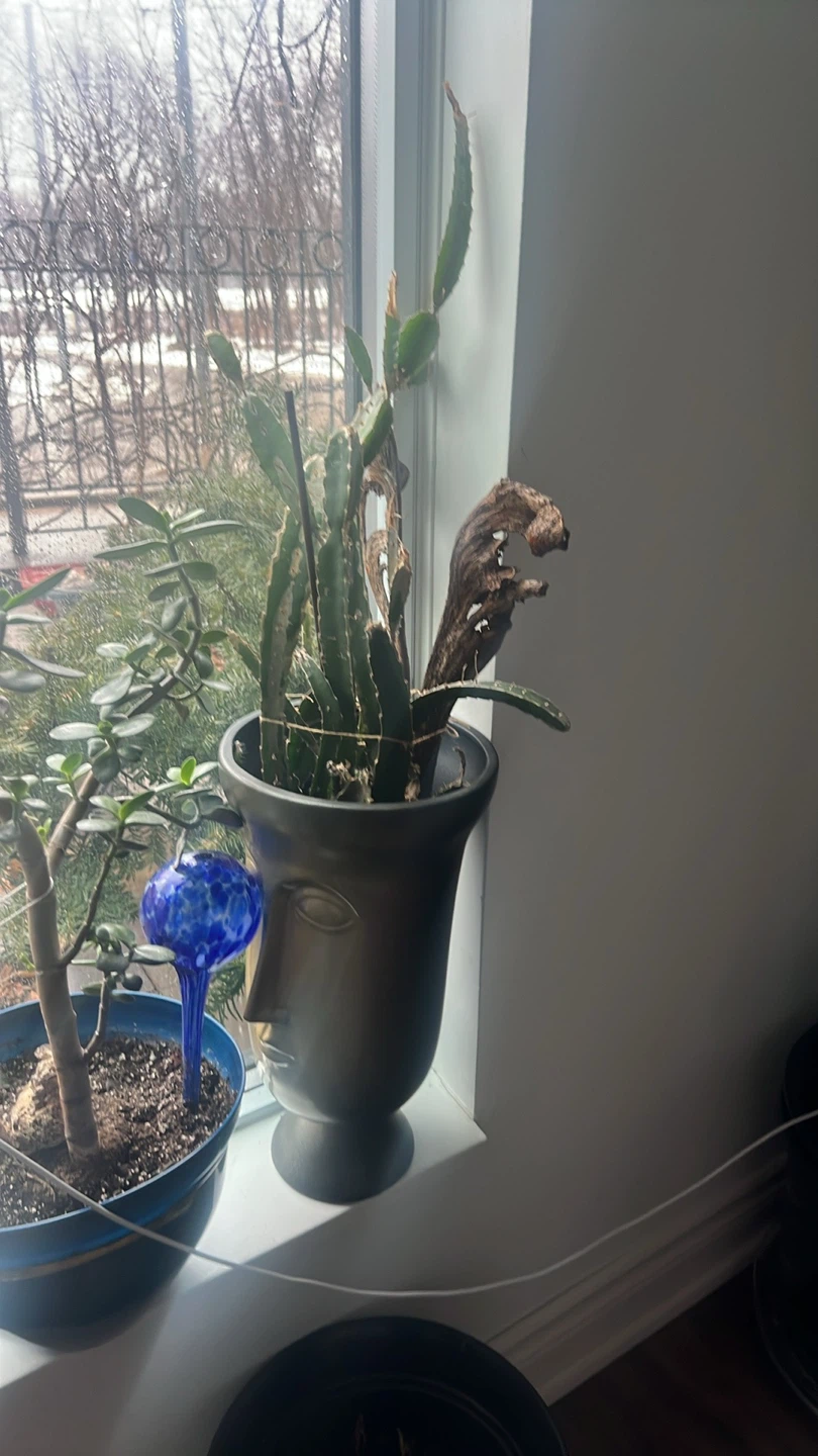 Assorted Cactus Plants in Planters - photo 3