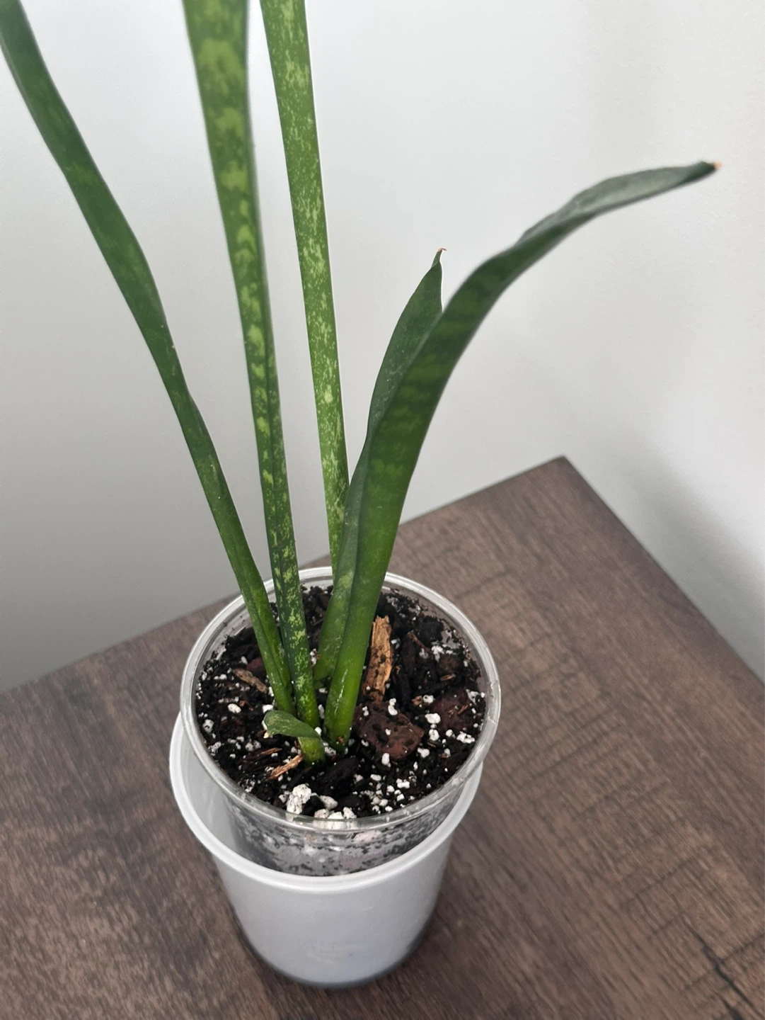 Snake Plant in Soil - photo 3