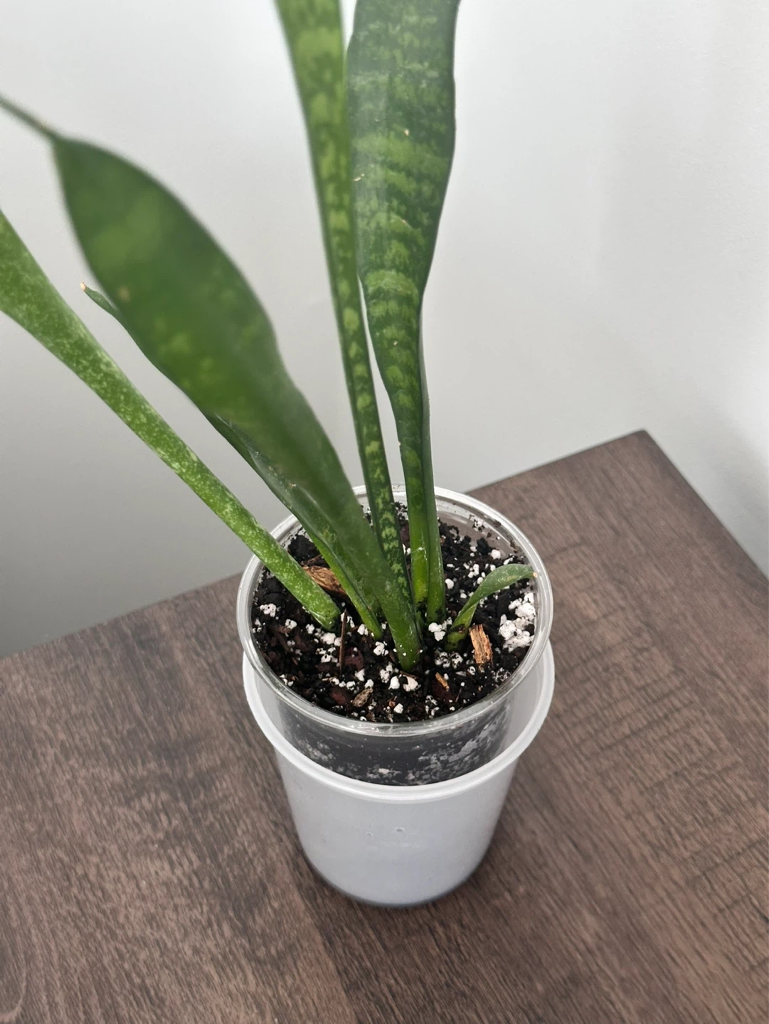 Snake Plant in Soil - photo 2