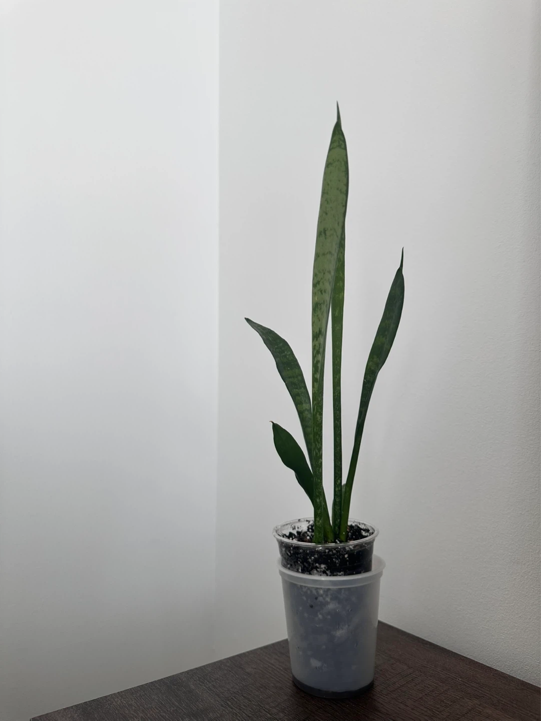 Snake Plant in Soil