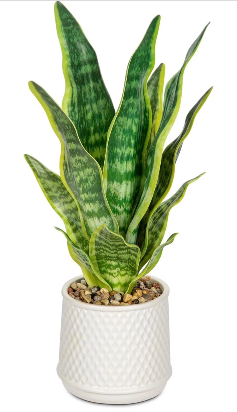 Artificial Snake Plant in White Pot - photo 5
