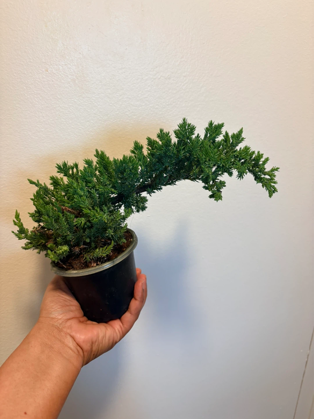 Small Potted Juniper Bonsai Tree - photo 3