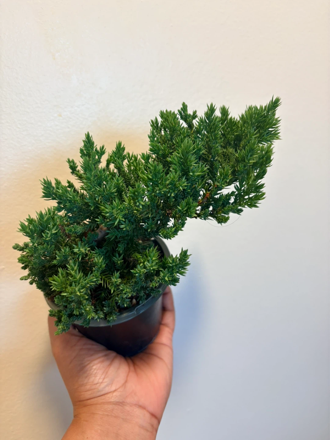 Small Potted Juniper Bonsai Tree - photo 4
