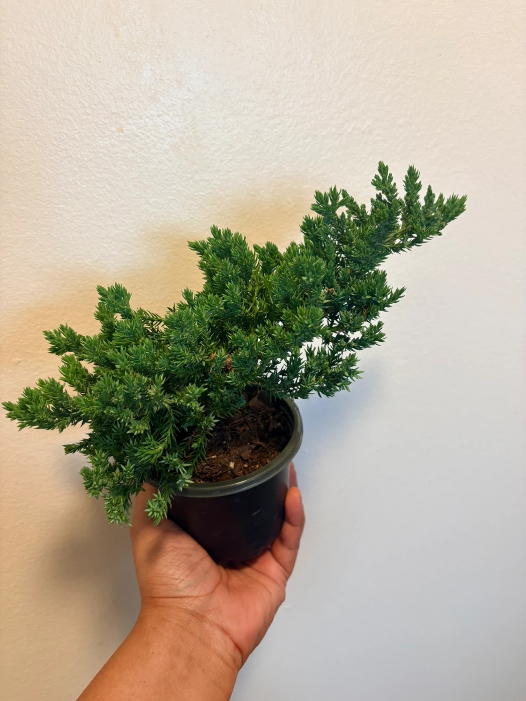 Small Potted Juniper Bonsai Tree - photo 2