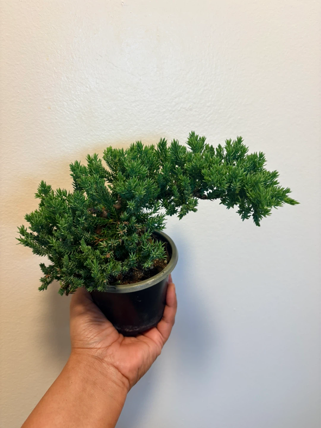 Small Potted Juniper Bonsai Tree
