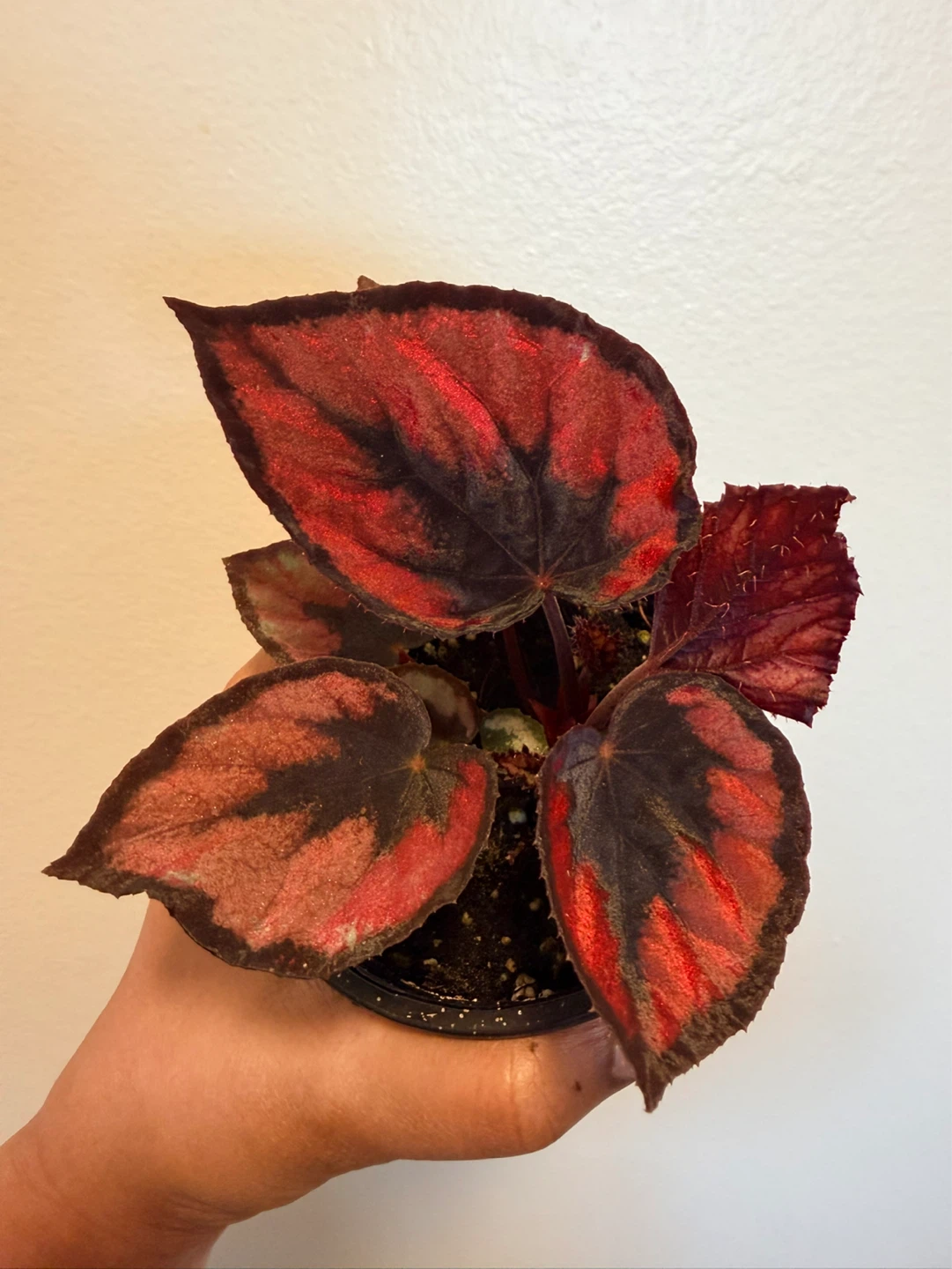 Begonia Plant with Red and Black Leaves - photo 2