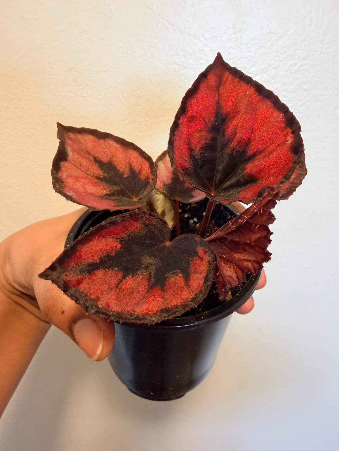 Begonia Plant with Red and Black Leaves