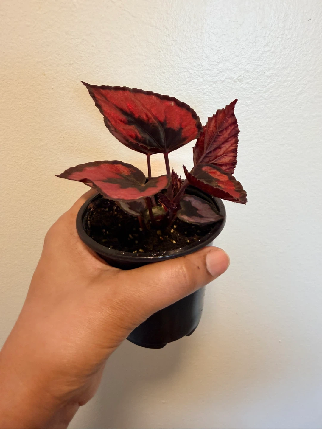Begonia Plant with Red and Black Leaves - photo 3