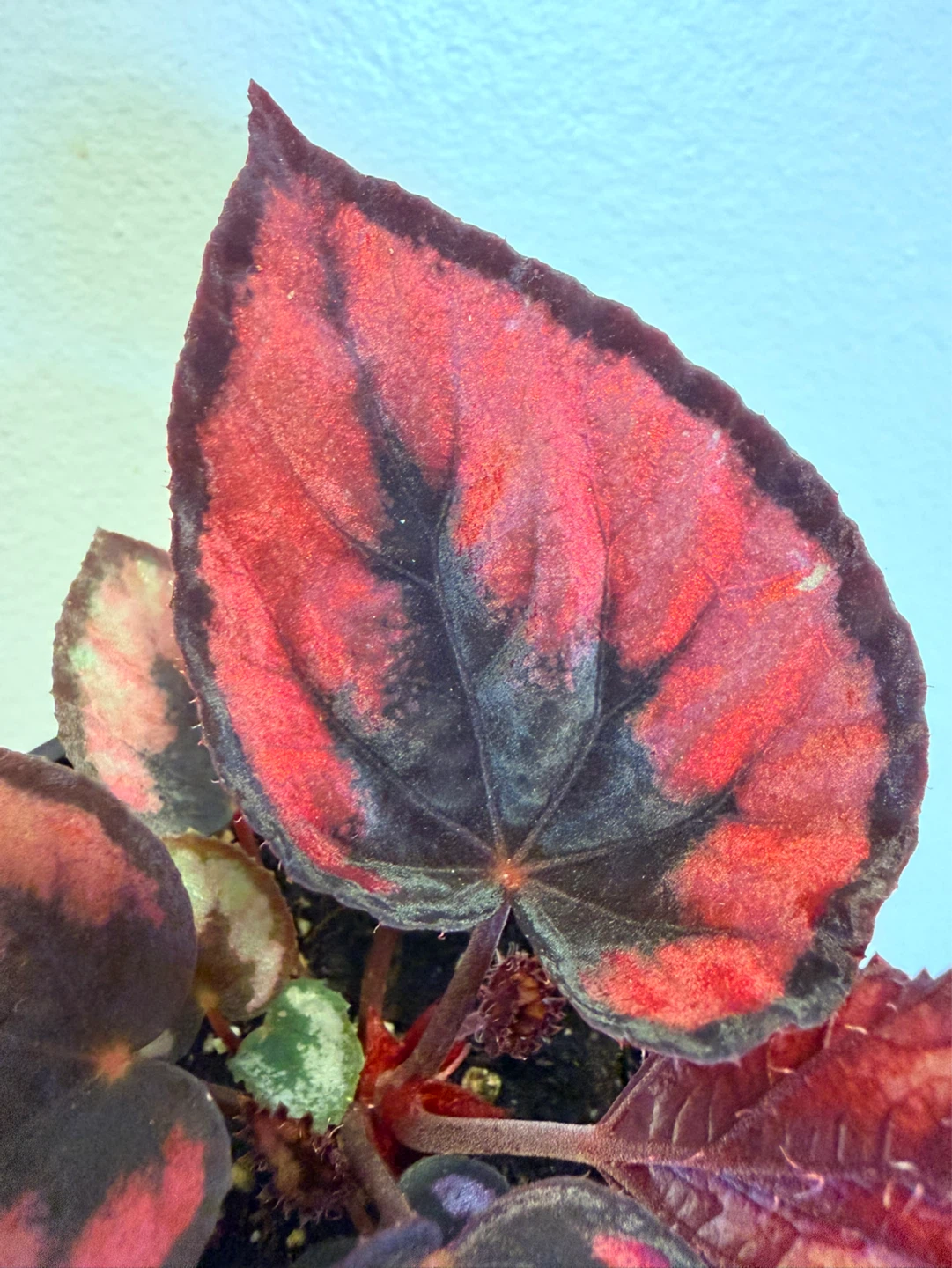 Begonia Plant with Red and Black Leaves - photo 5
