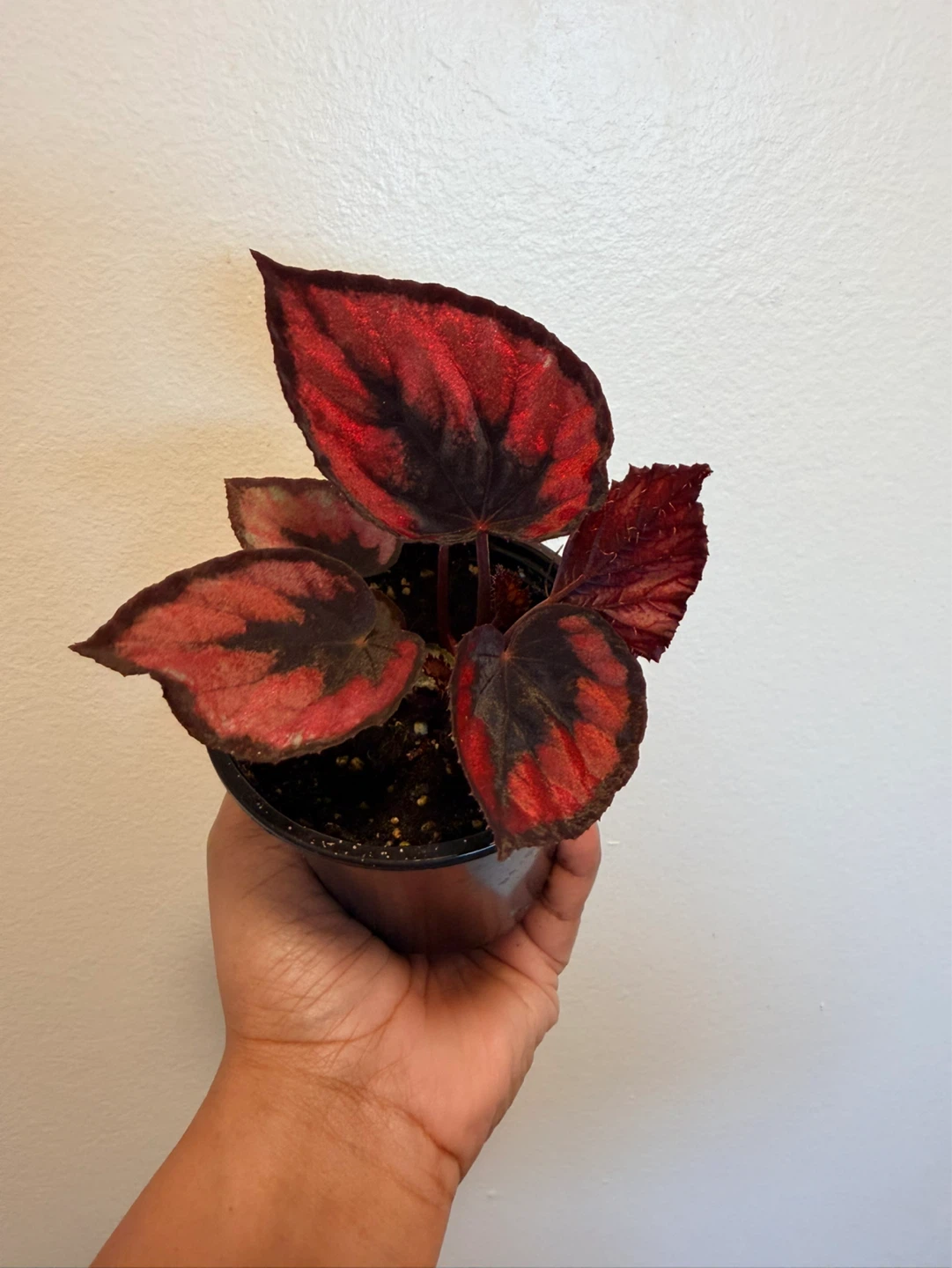 Begonia Plant with Red and Black Leaves - photo 4