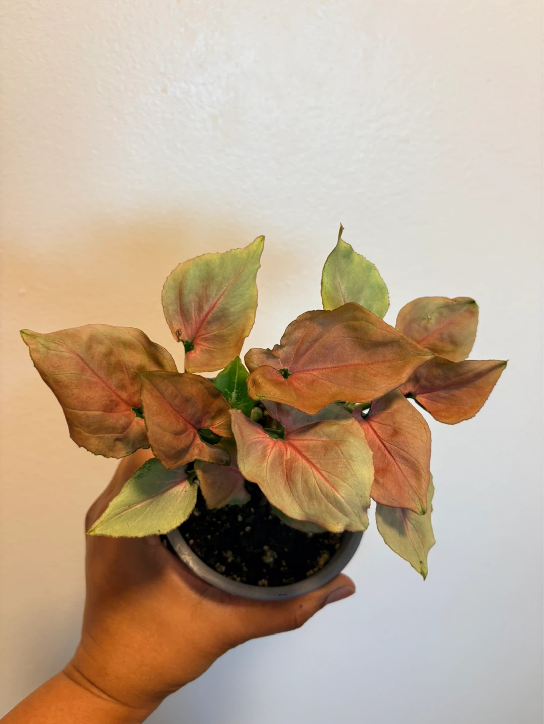 Syngonium 'Pink Perfection' Houseplant-4” pot - photo 5
