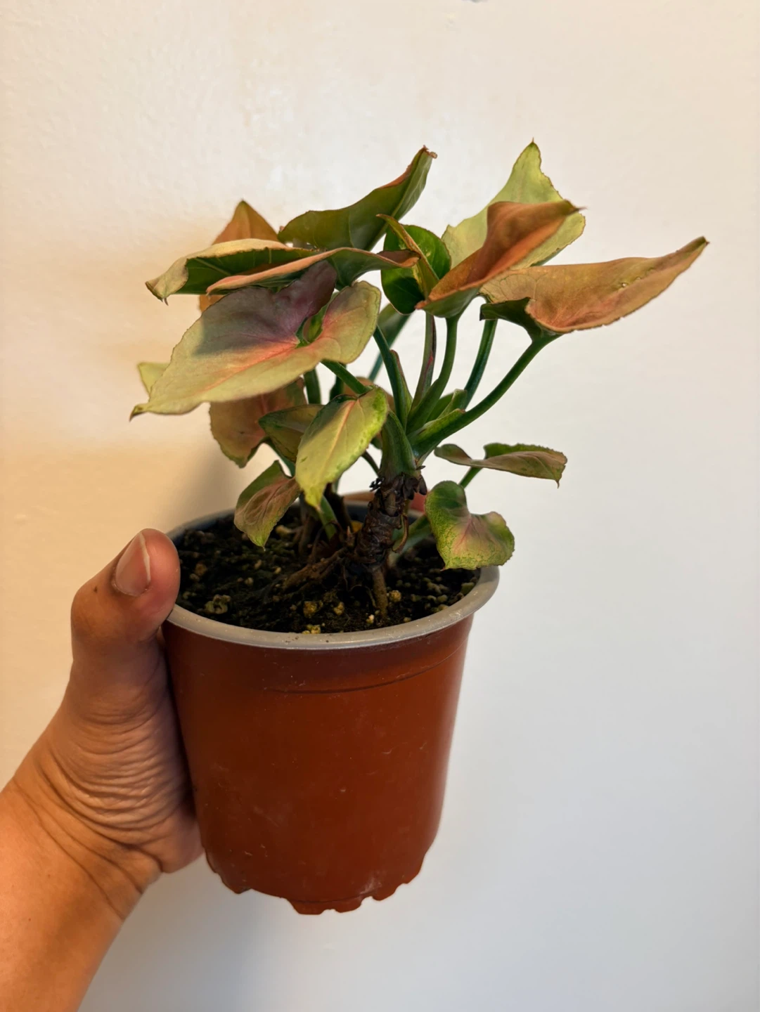 Syngonium 'Pink Perfection' Houseplant-4” pot - photo 4