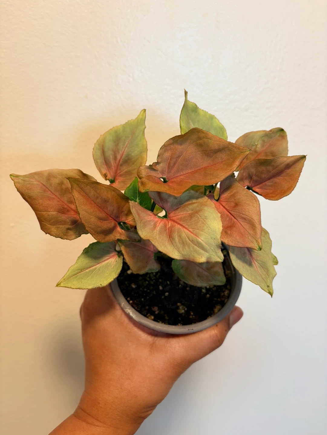 Syngonium 'Pink Perfection' Houseplant-4” pot