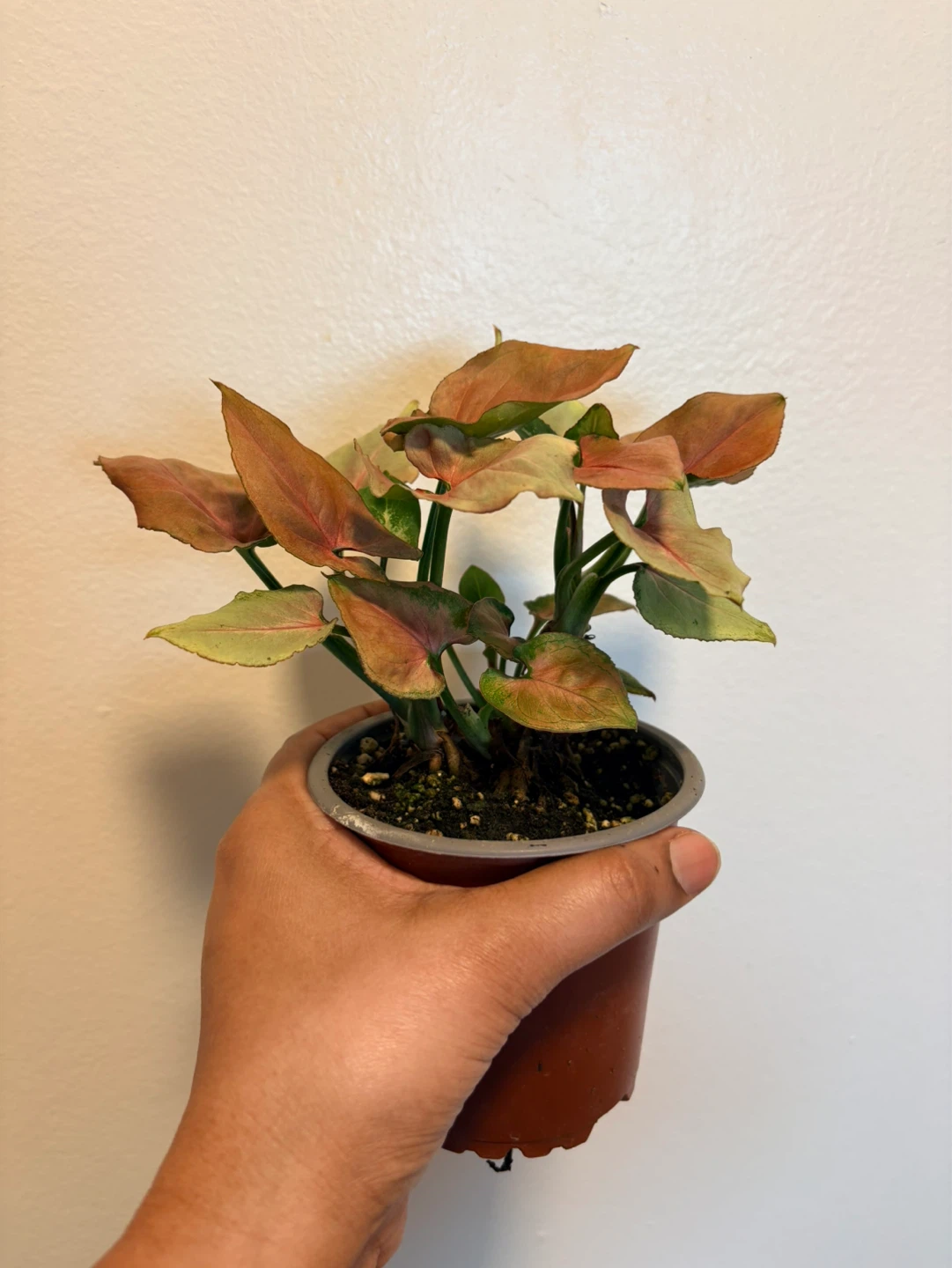 Syngonium 'Pink Perfection' Houseplant-4” pot - photo 2