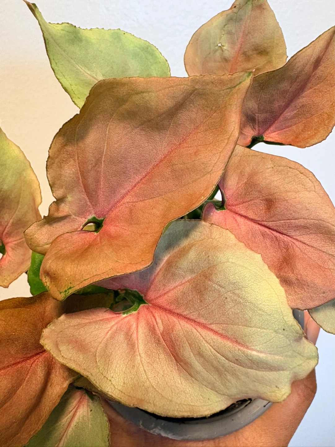 Syngonium 'Pink Perfection' Houseplant-4” pot - photo 3