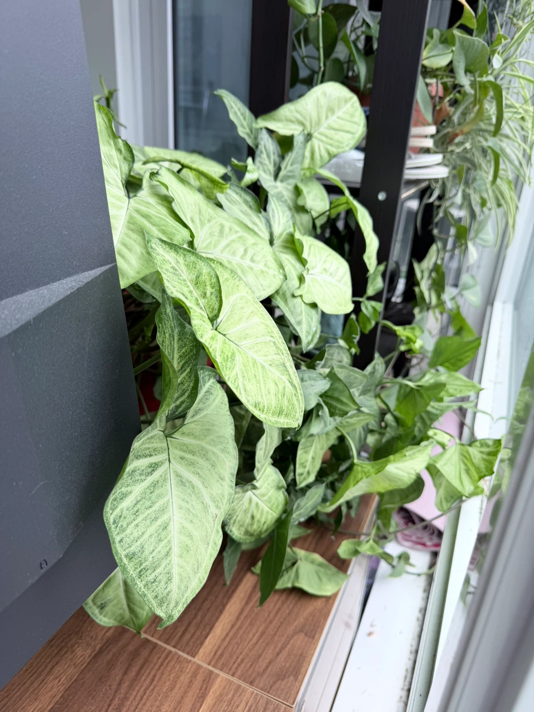 Potted Arrowhead Plant - photo 4