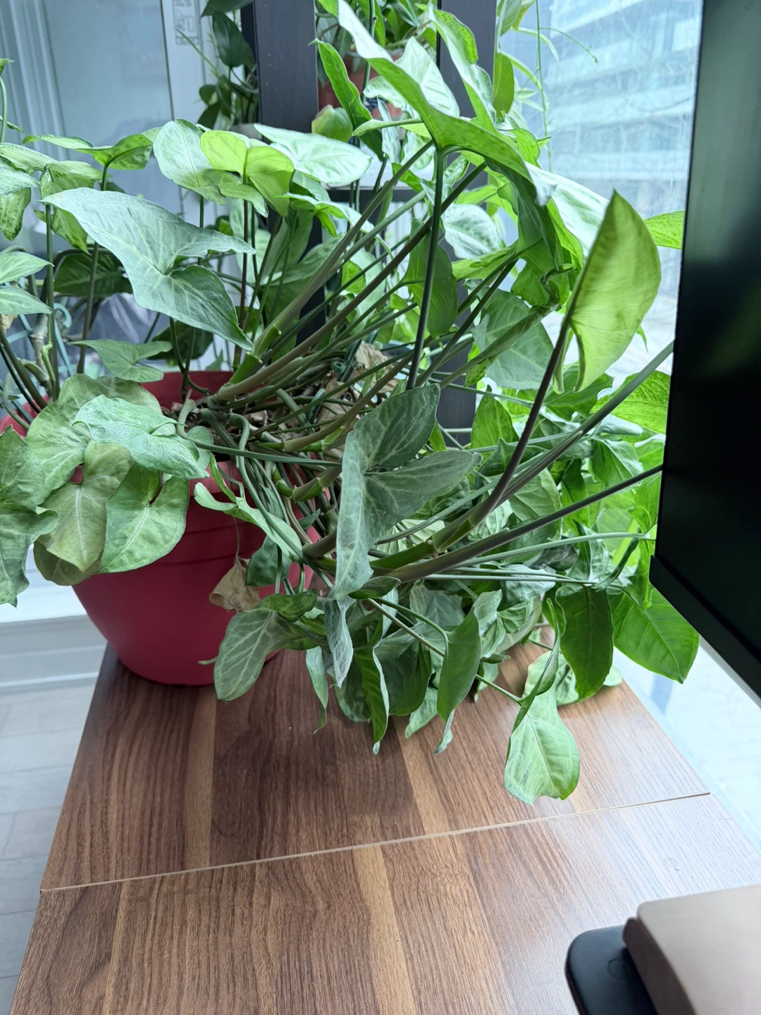 Potted Arrowhead Plant - photo 3