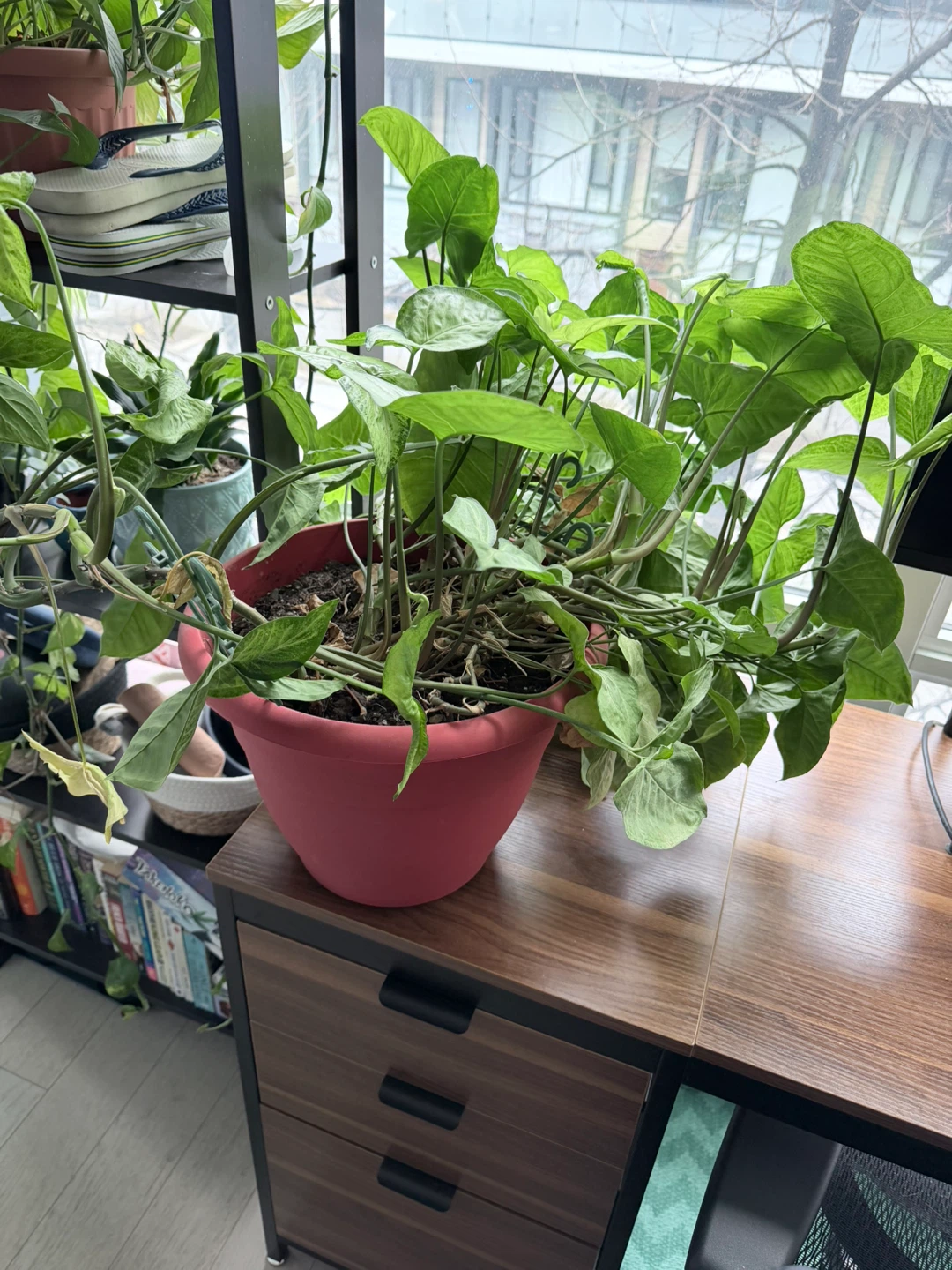 Potted Arrowhead Plant