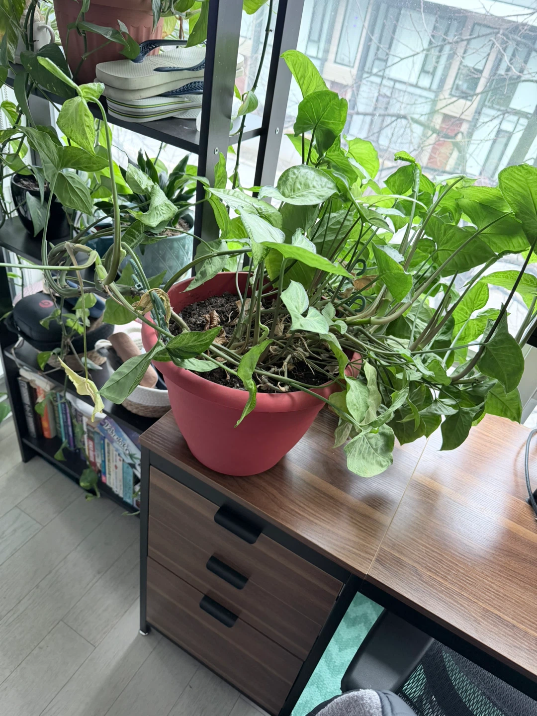 Potted Arrowhead Plant - photo 2