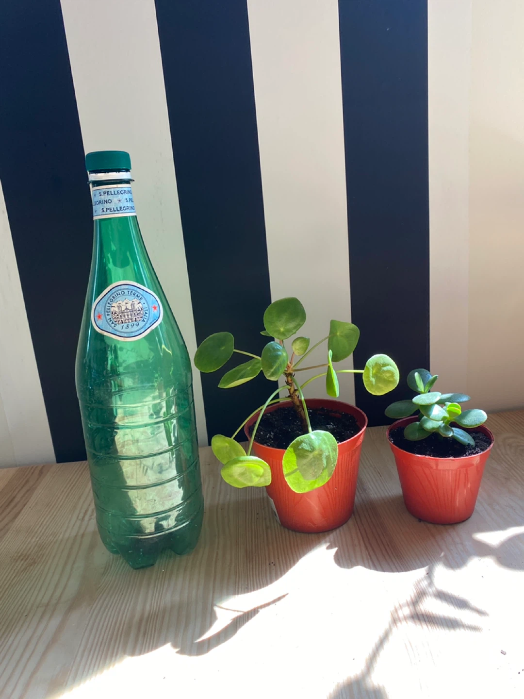 Pilea Plant aka Chinese Lucky Plant plus Jade Plant - photo 3