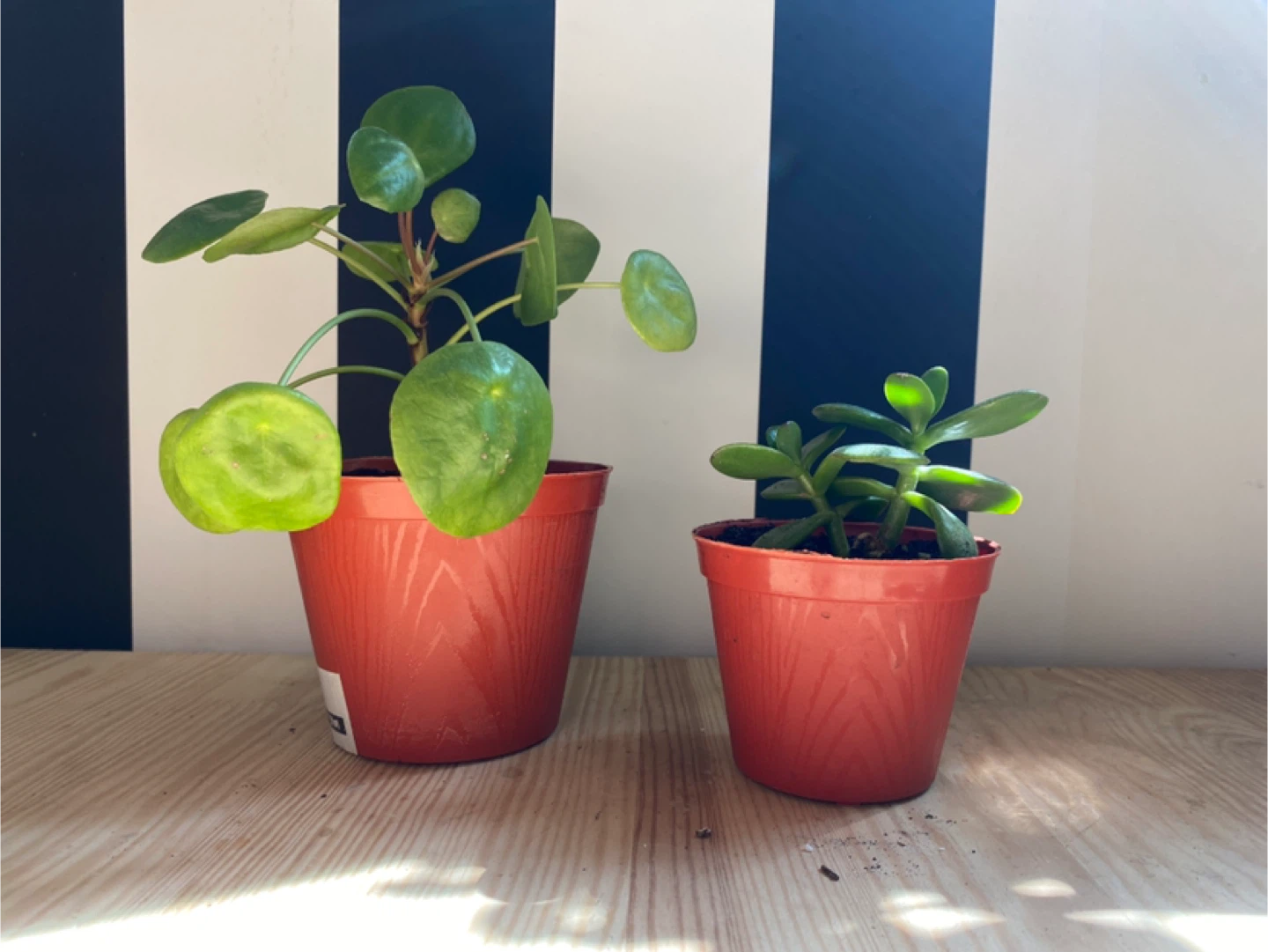 Pilea Plant aka Chinese Lucky Plant plus Jade Plant - photo 2