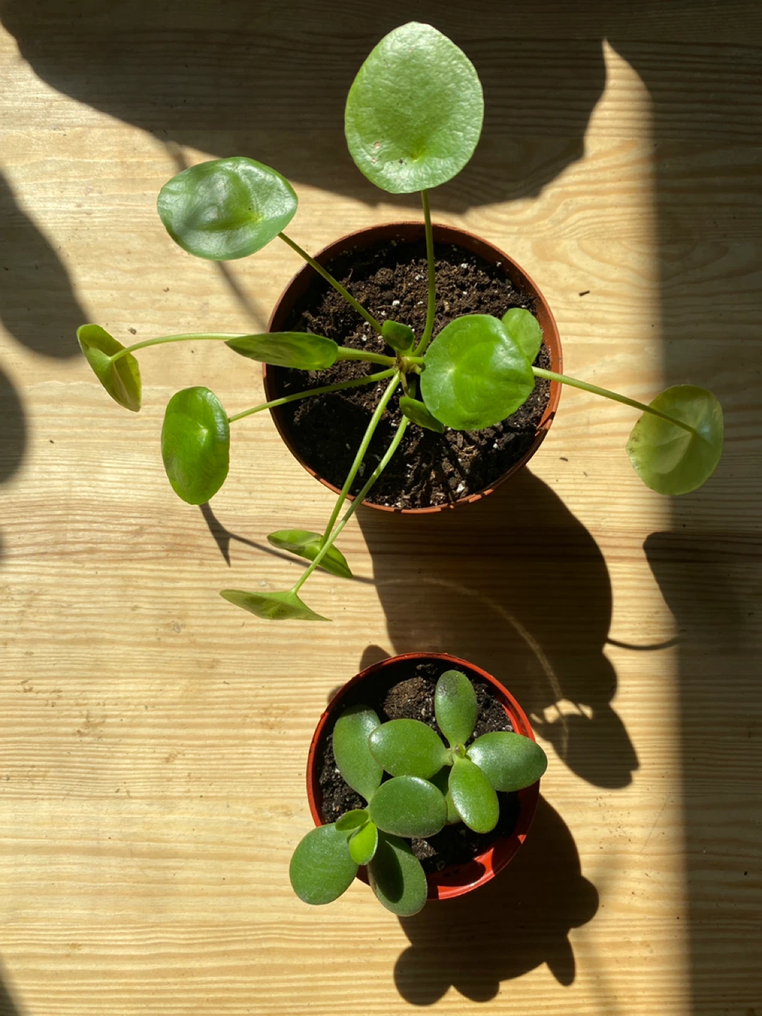 Pilea Plant aka Chinese Lucky Plant plus Jade Plant - photo 4