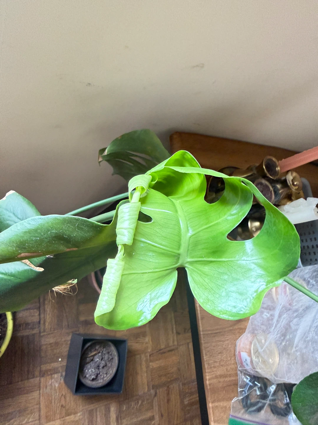 Monstera Deliciosa Houseplant - photo 2