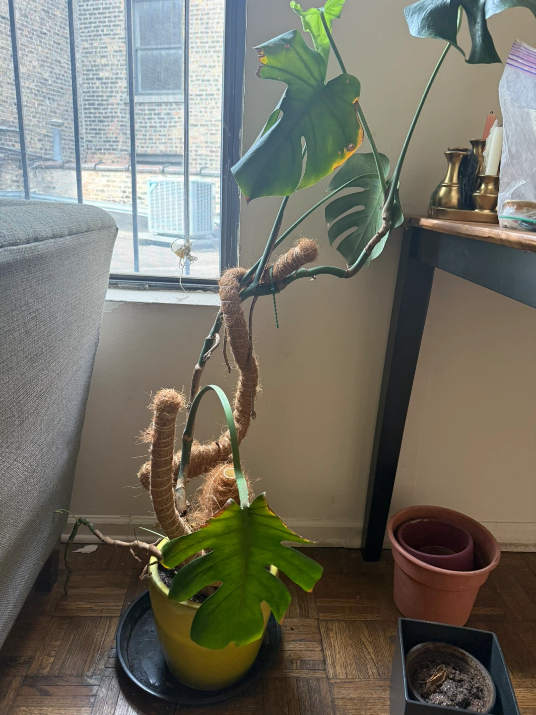 Monstera Deliciosa Houseplant