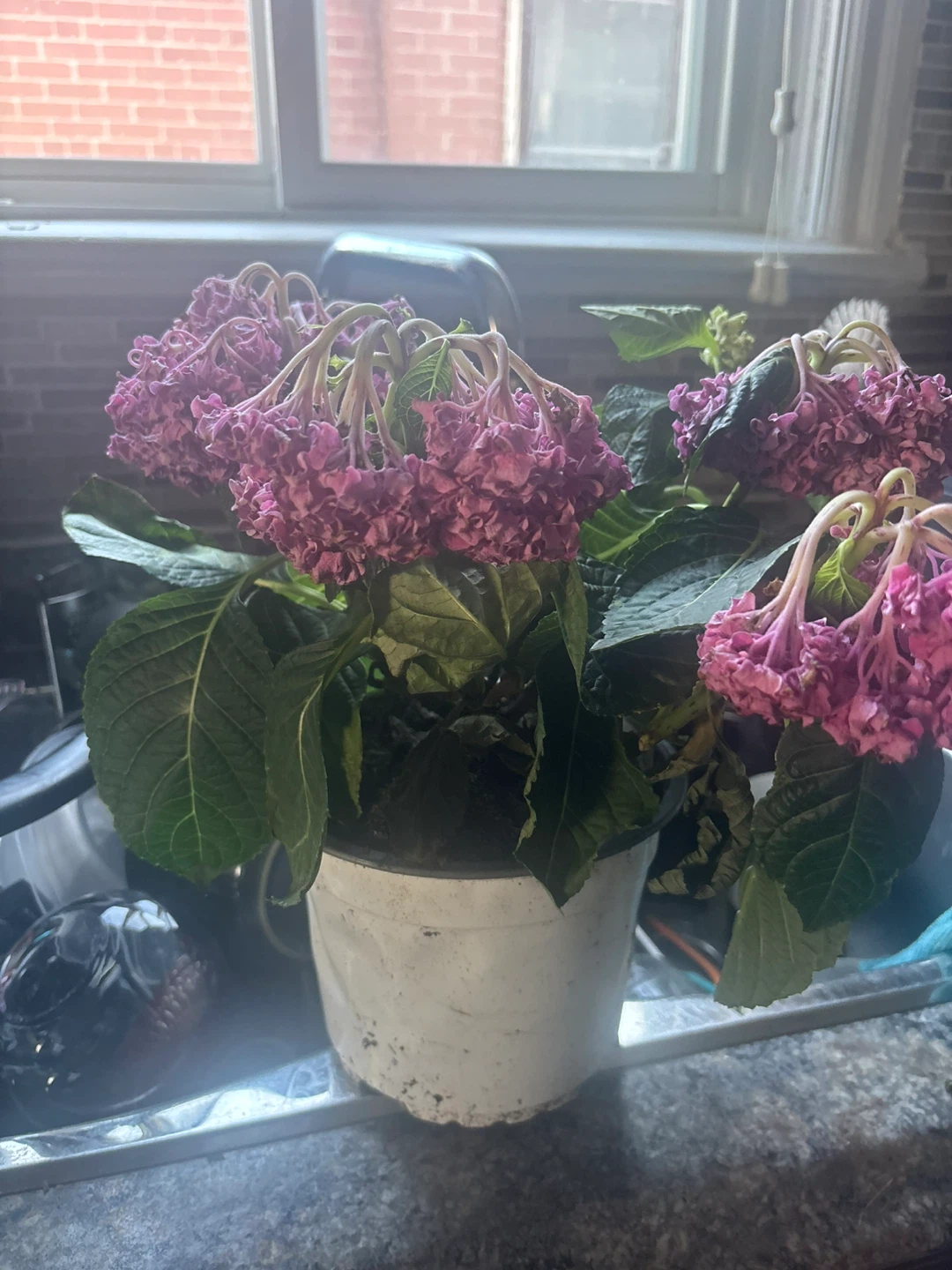 Potted Hydrangea Plant - Pink Flowers - photo 2