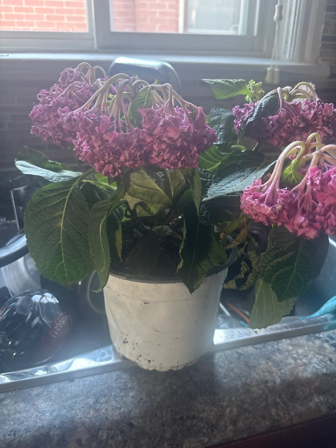 Potted Hydrangea Plant