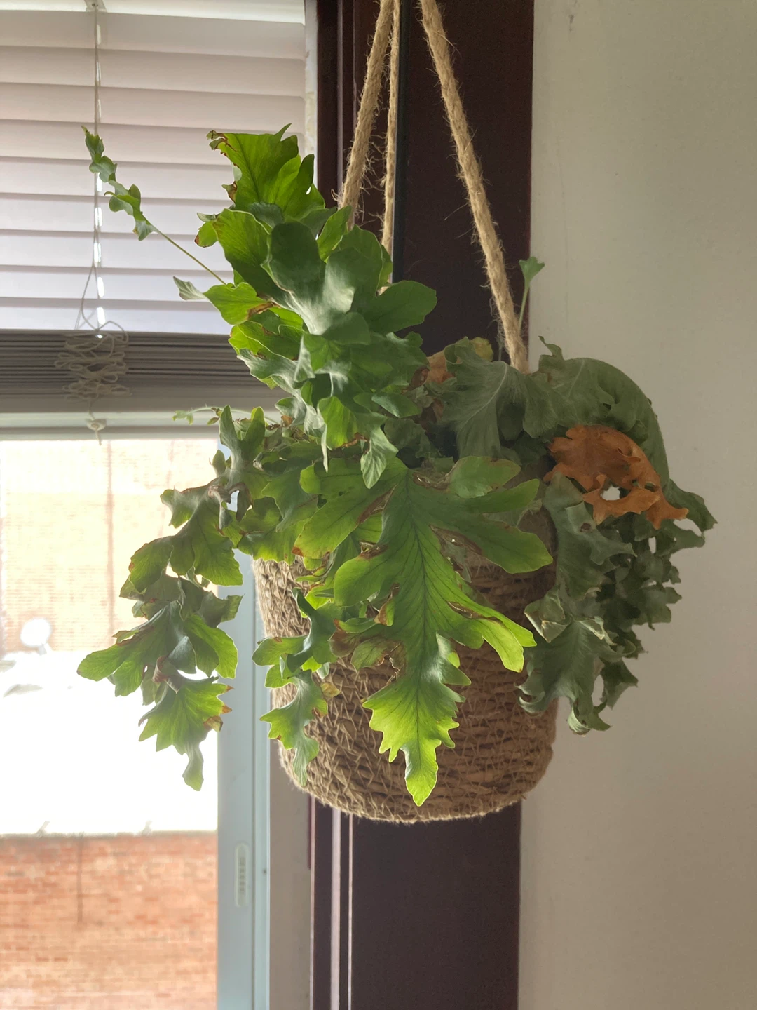 Hanging Potted Plant
