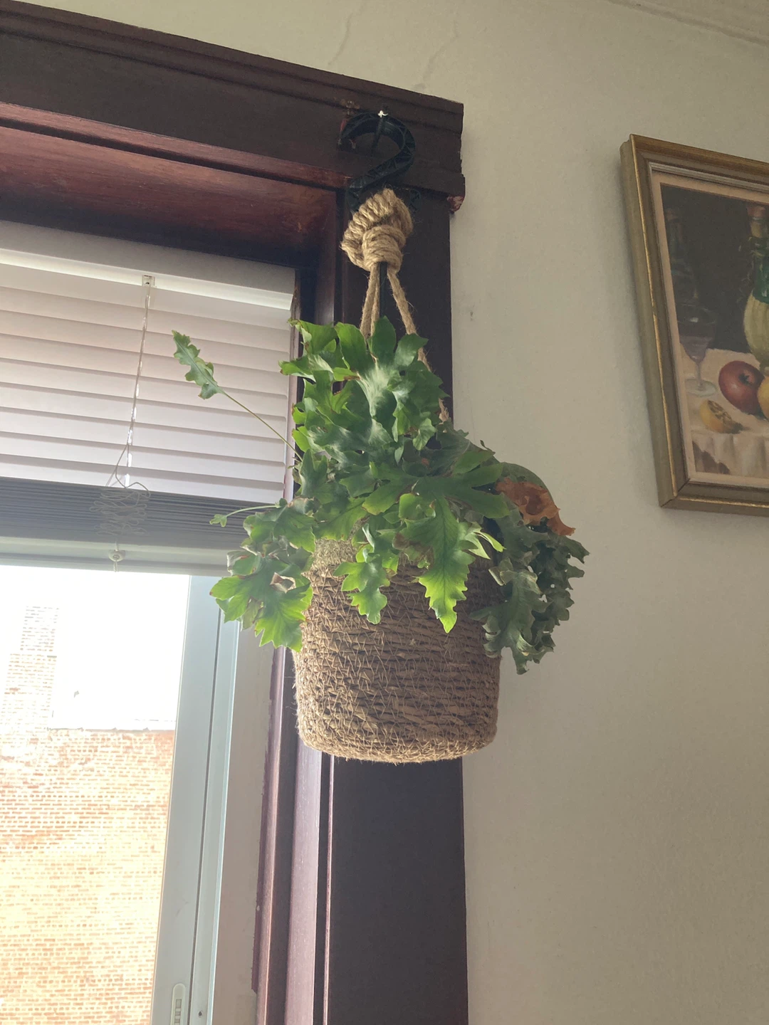 Hanging Potted Plant - photo 2
