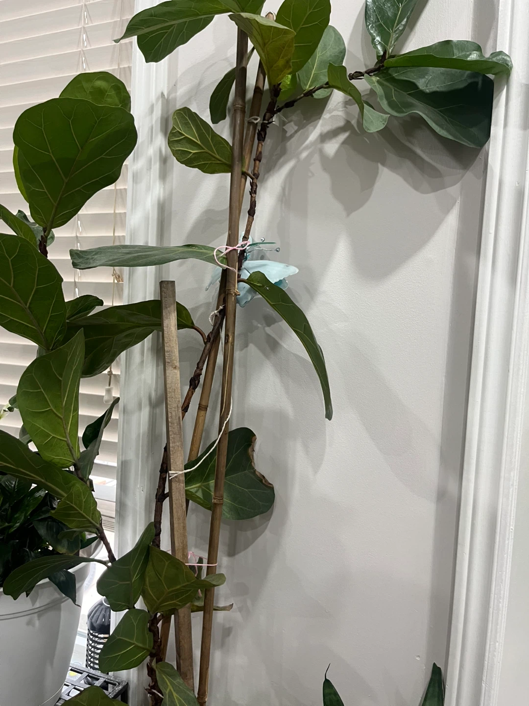 Fiddle Leaf Fig Tree in Pot - photo 2