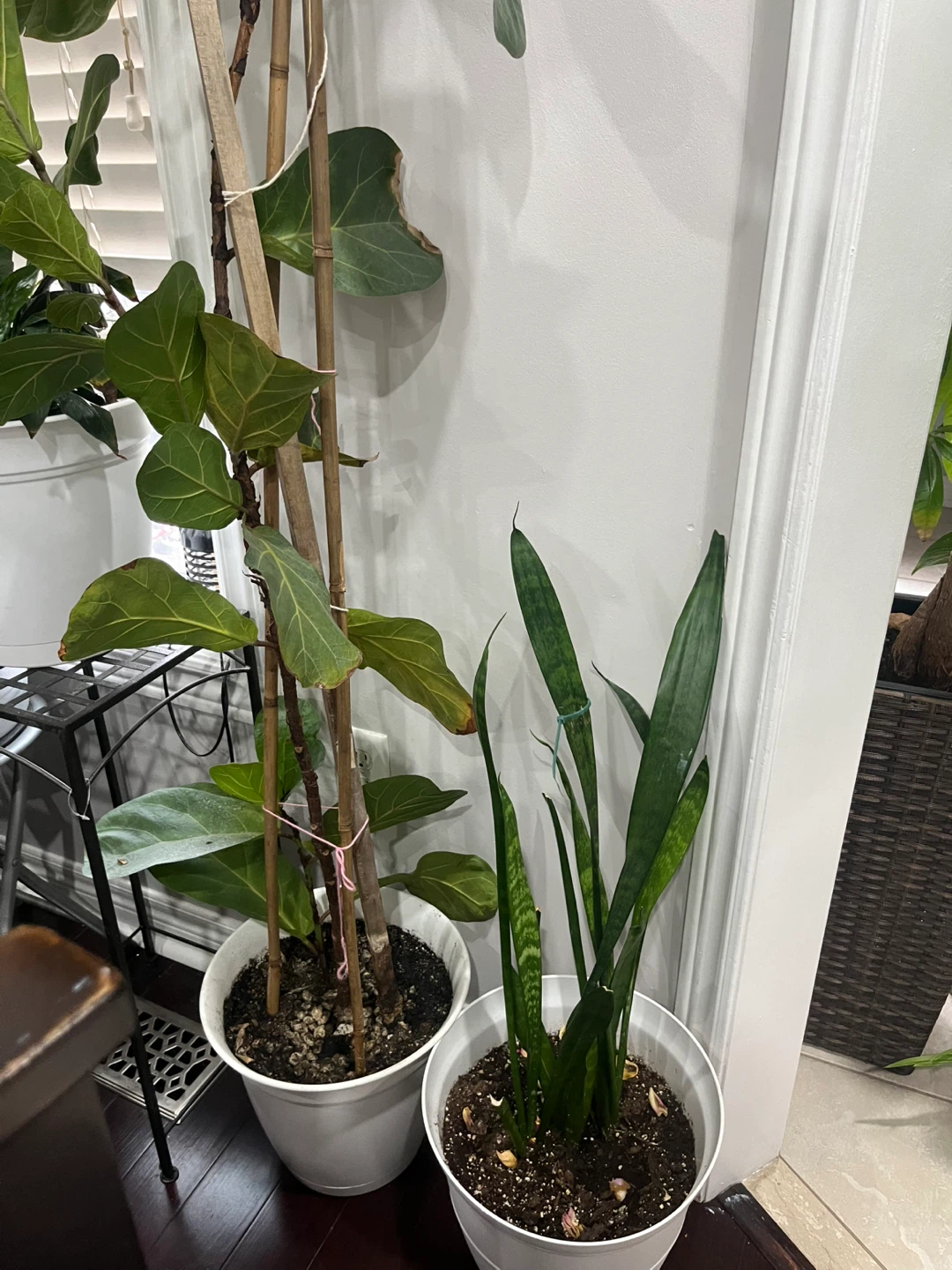 Fiddle Leaf Fig Tree in Pot