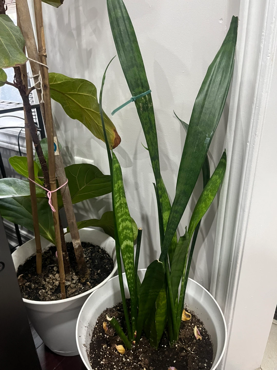 Snake Plant (Sansevieria)