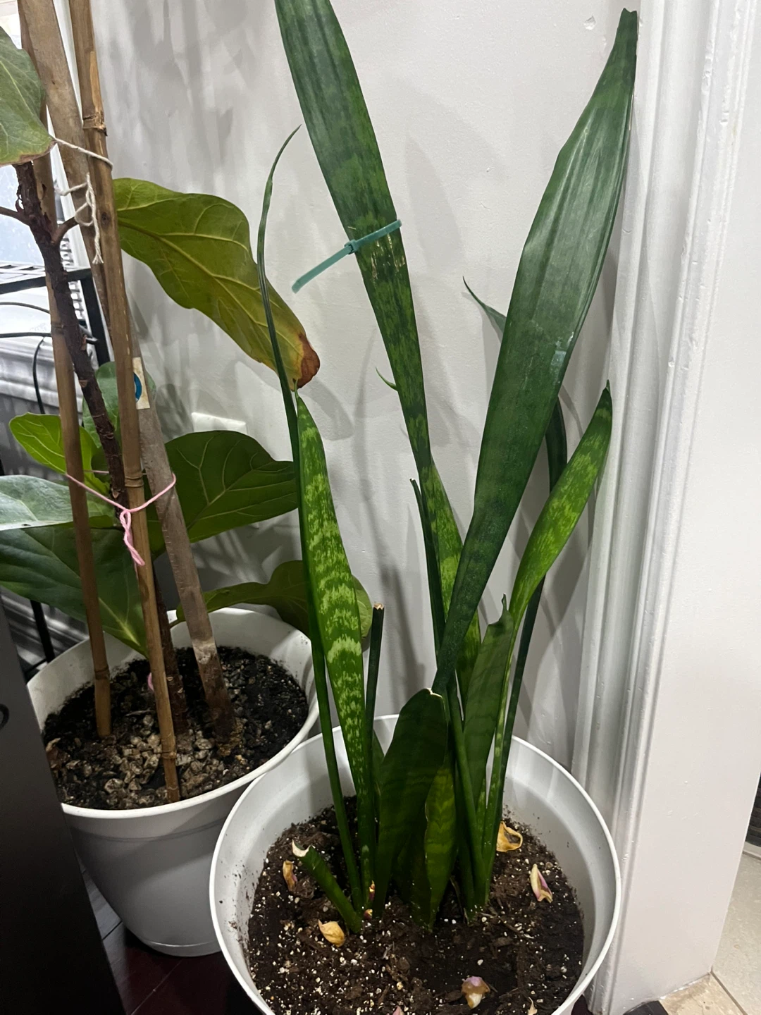 Snake Plant (Sansevieria) - photo 2