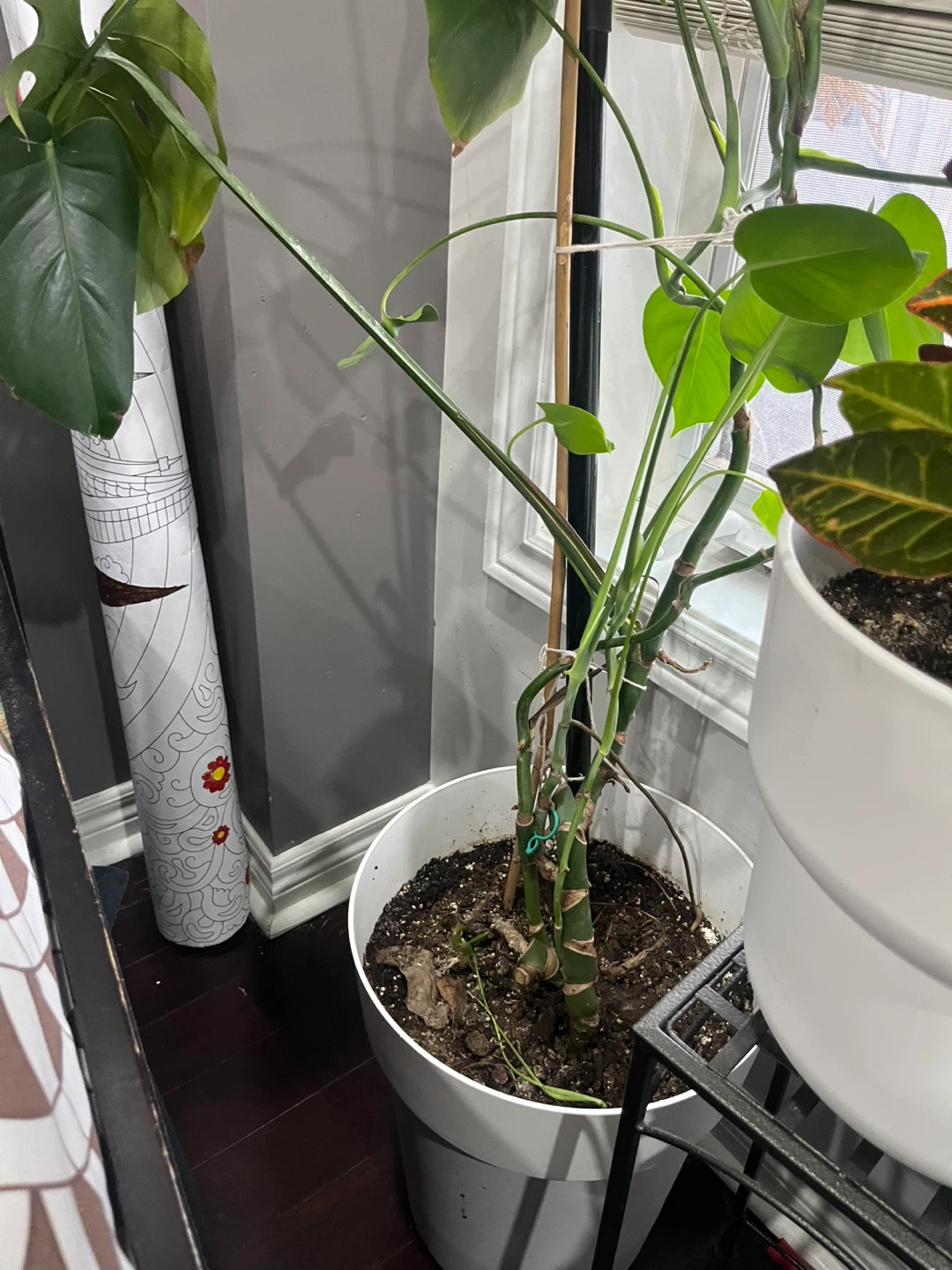 Monstera Plant in White Pot - photo 2