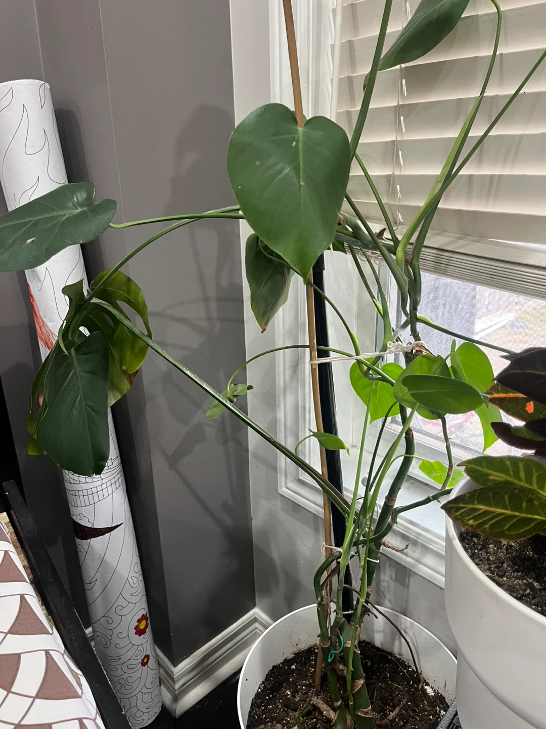 Monstera Plant in White Pot