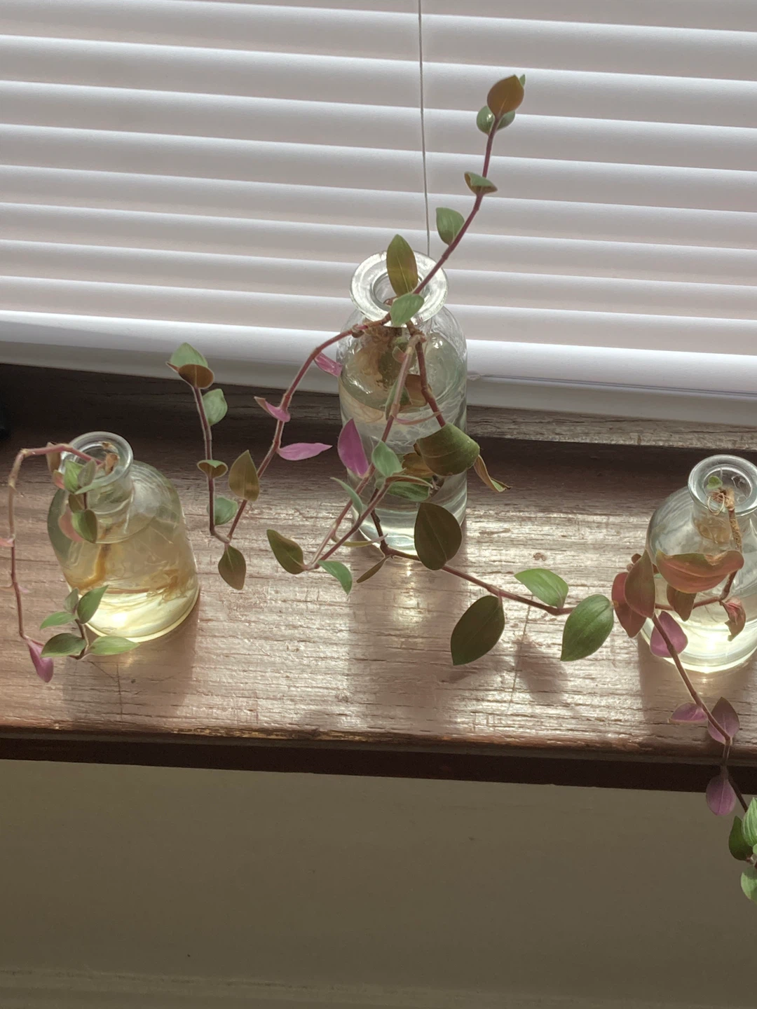 Callisia Repens Plants 5$ each Propogation