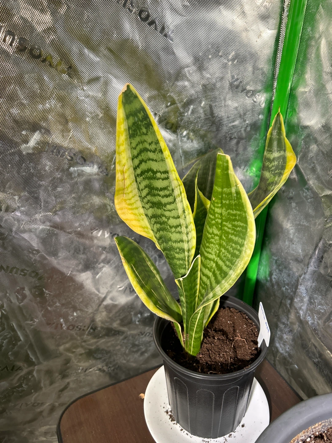 Snake Plant - photo 2